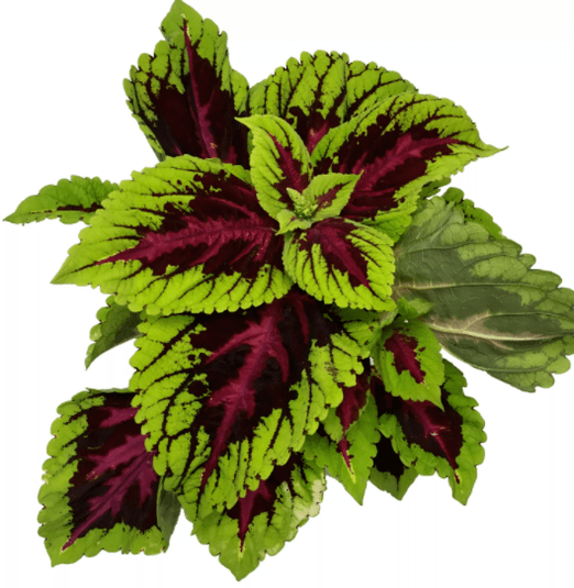 Coleus forsocolia plant, as part of Matcha Slim, relieves nervousness during weight loss